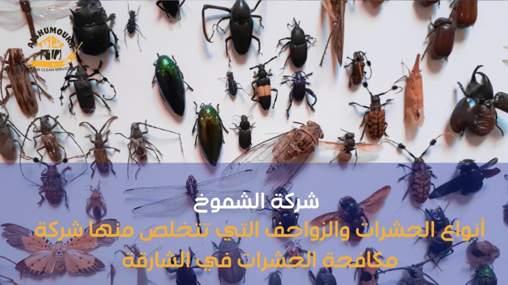 مكافحة الحشرات ب الشارقة