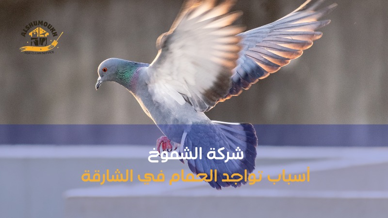 شركة لتركيب طارد حمام بالشارقة