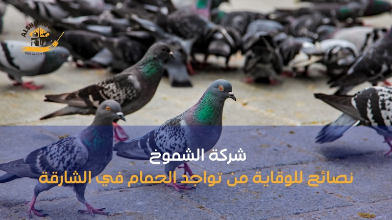 شركة لتركيب طارد حمام بالشارقة