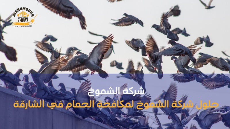 شركة لتركيب طارد حمام بالشارقة