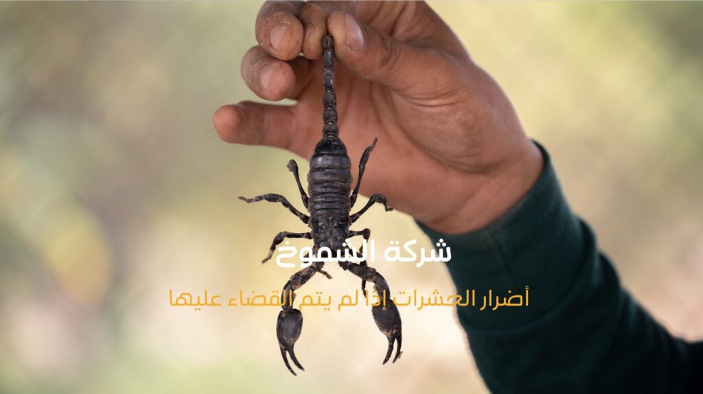 شركة مكافحة حشرات في عجمان