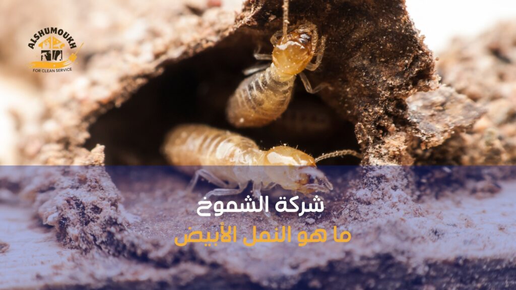 مكافحة النمل الأبيض في عجمان