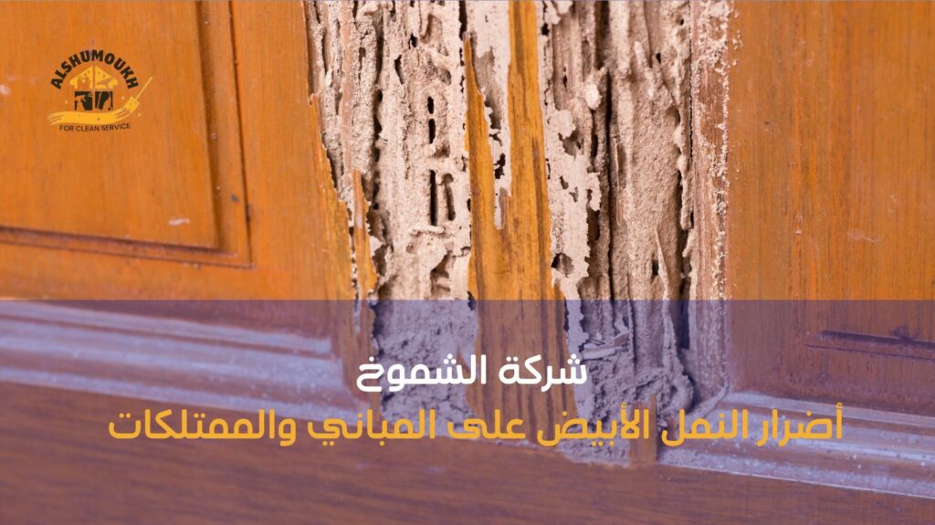 مكافحة النمل الأبيض في عجمان