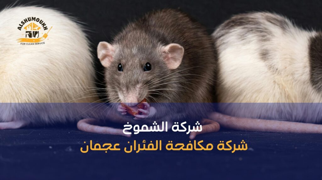 مكافحة الفئران عجمان