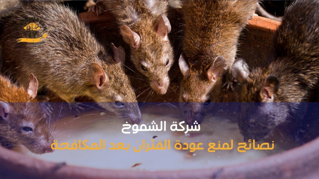 مكافحة الفئران عجمان