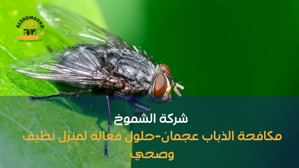 مكافحة الذباب عجمان