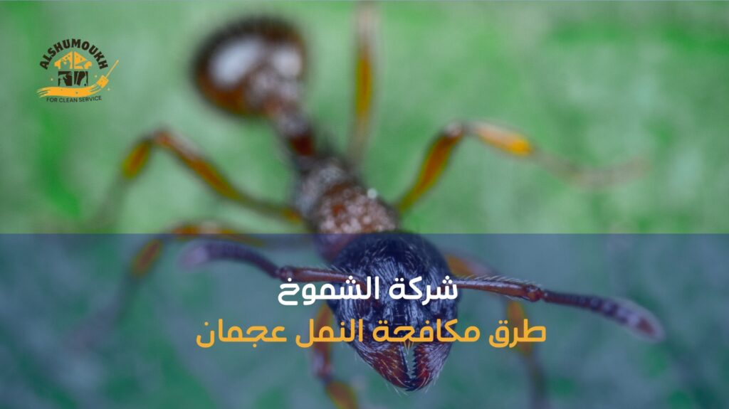مكافحة النمل عجمان
