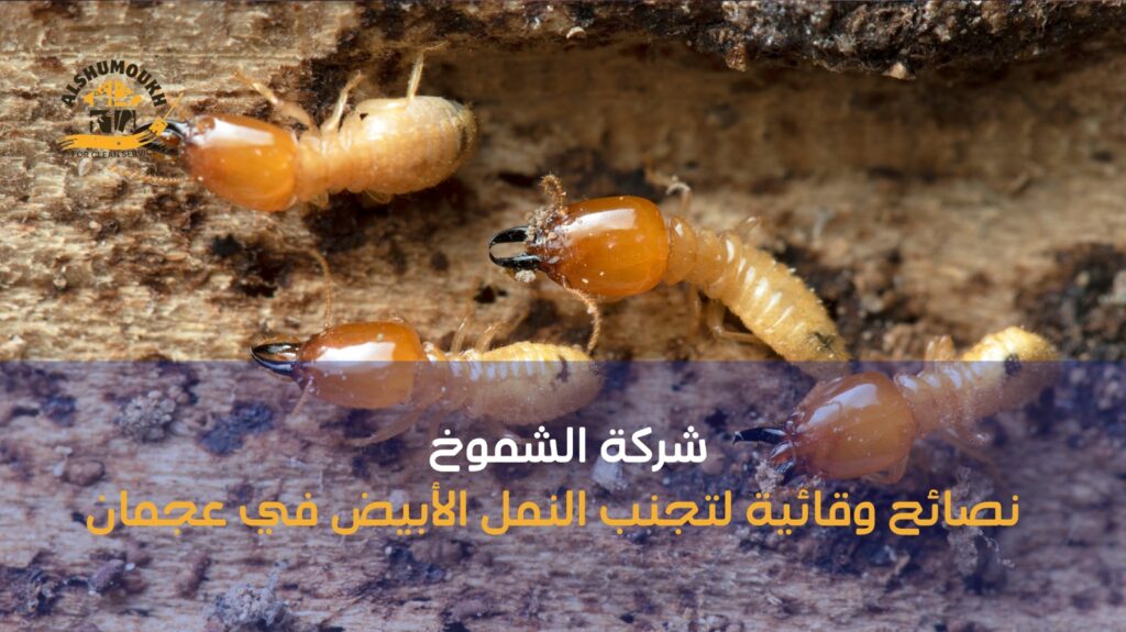 ابادة النمل الأبيض عجمان