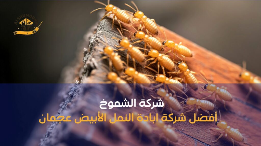 أفضل شركة ابادة النمل الأبيض عجمان