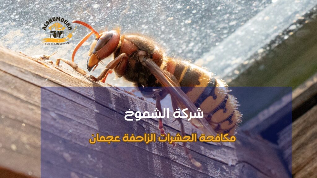 مكافحة الحشرات الزاحفة عجمان