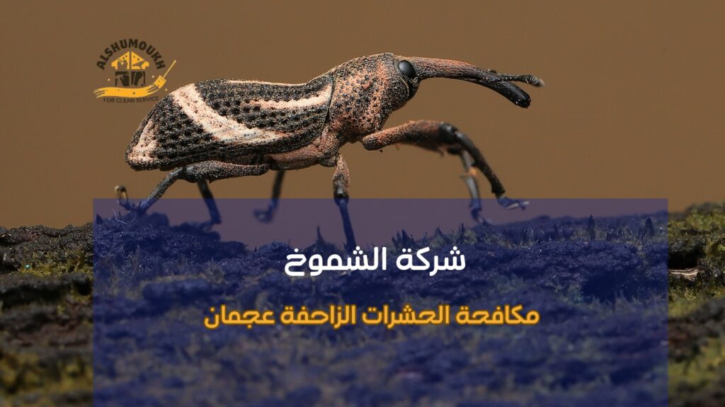 مكافحة الحشرات الزاحفة عجمان