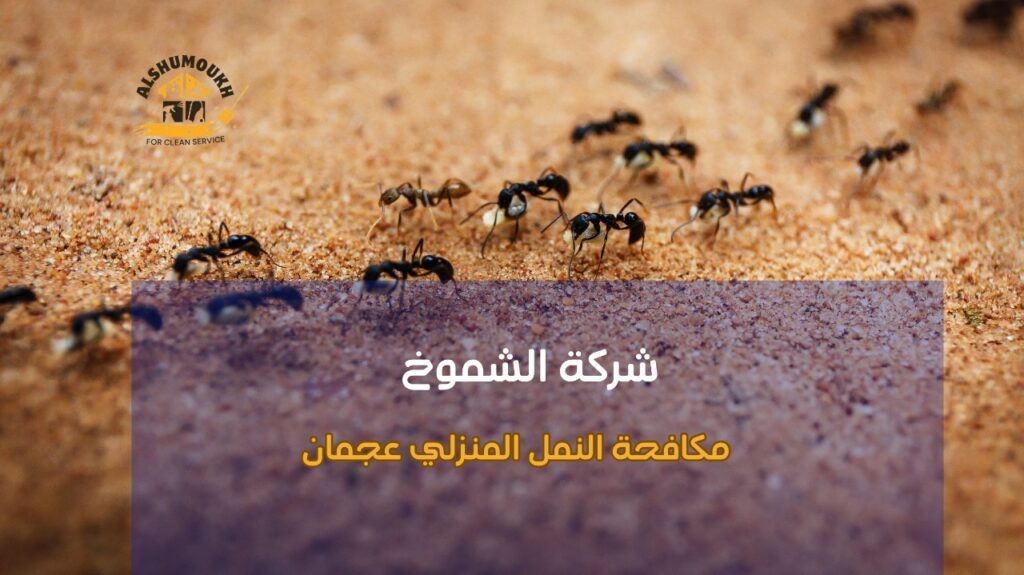 مكافحة النمل المنزلي عجمان