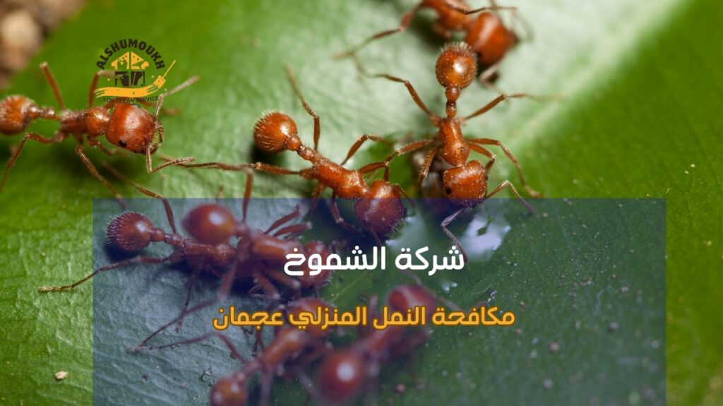 نصائح مكافحة النمل المنزلي عجمان