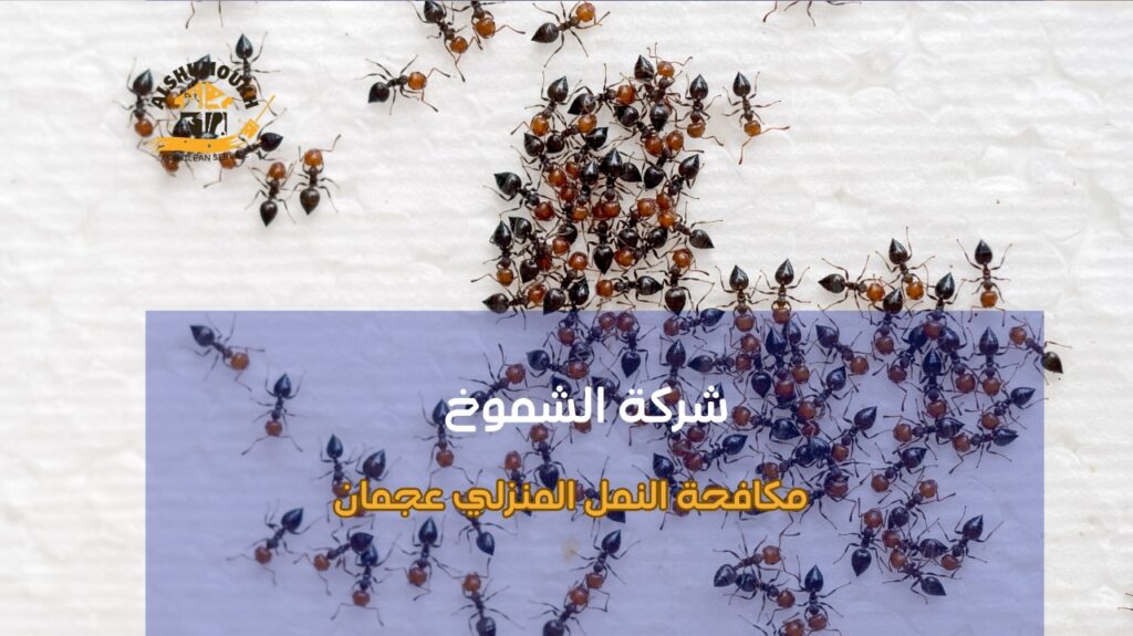 مميزات مكافحة النمل المنزلي عجمان