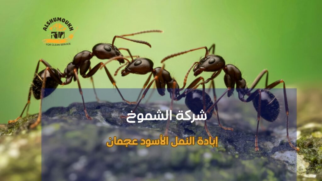 خطوات إبادة النمل الأسود عجمان