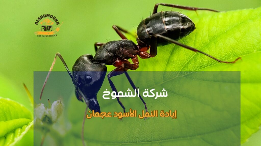 أفضل طرق إبادة النمل الأسود عجمان