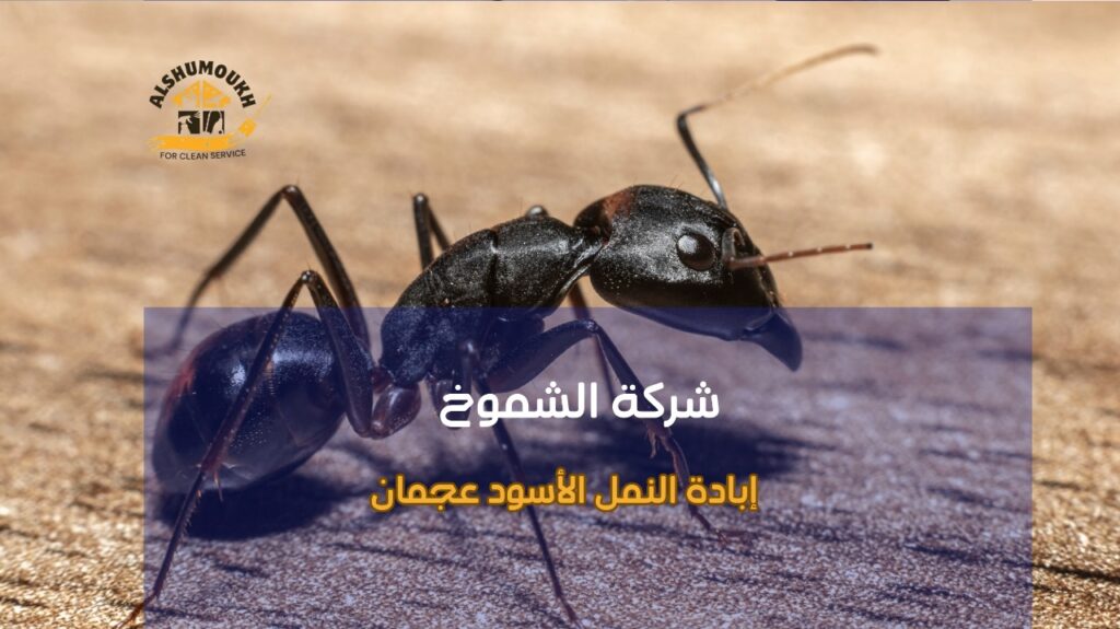 نصائح إبادة النمل الأسود عجمان