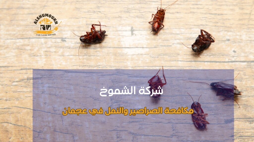 كيفية تجنب أخطاء مكافحة الصراصير والنمل في عجمان
