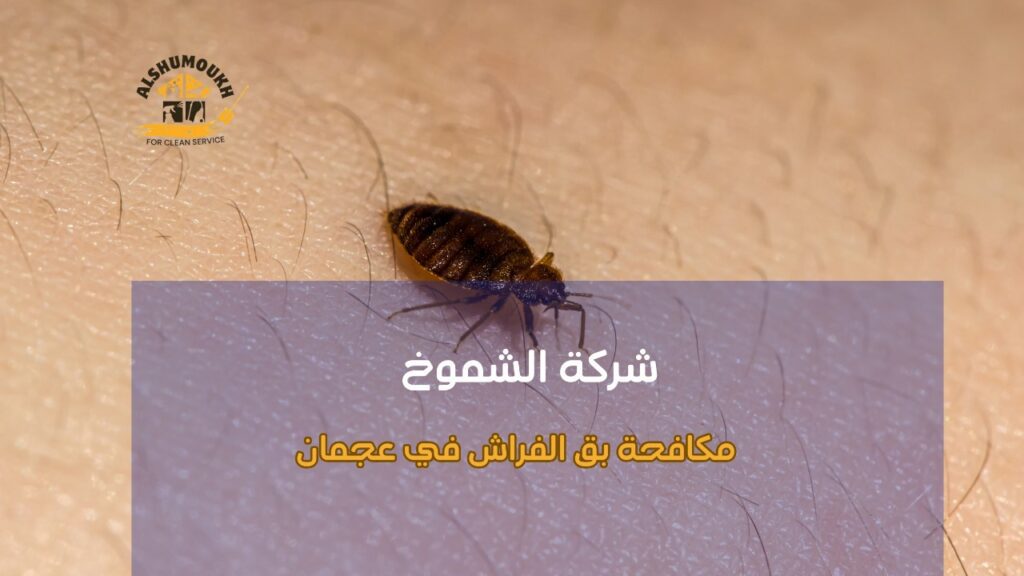 كيفية تجنب أخطاء مكافحة بق الفراش في عجمان