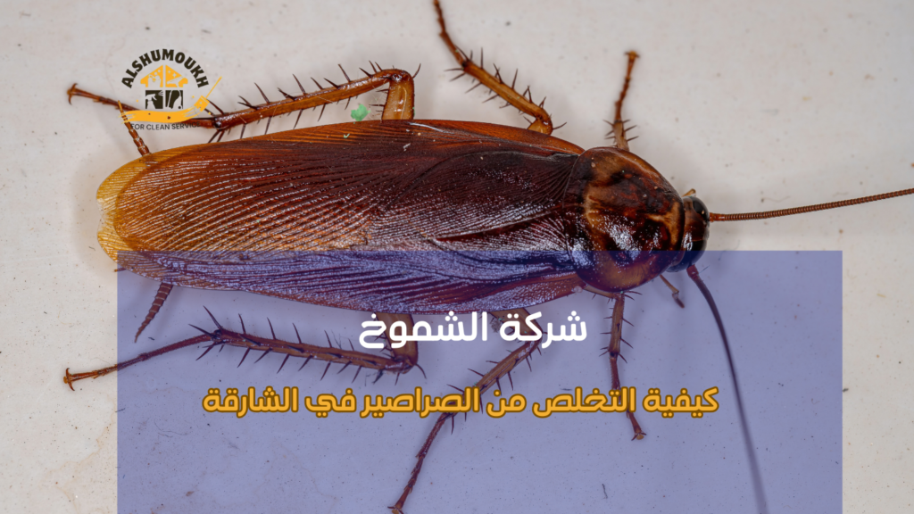 أفضل منتجات السوق للتخلص من الصراصير في الشارقة