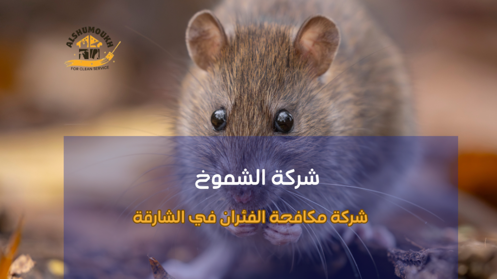 دليل الشامل لاختيار شركة مكافحة الفئران في الشارقة