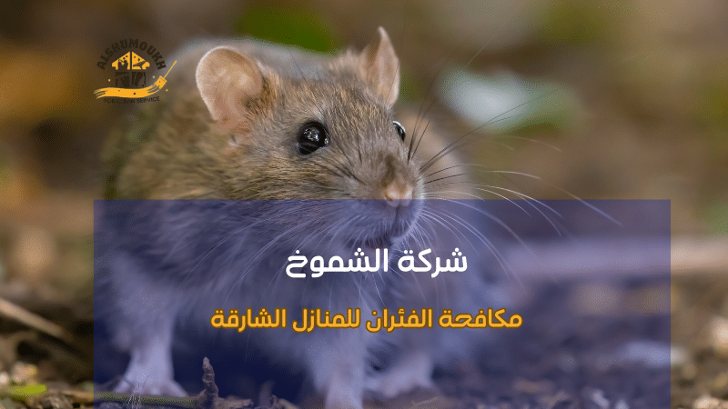مكافحة الفئران للمنازل الشارقة