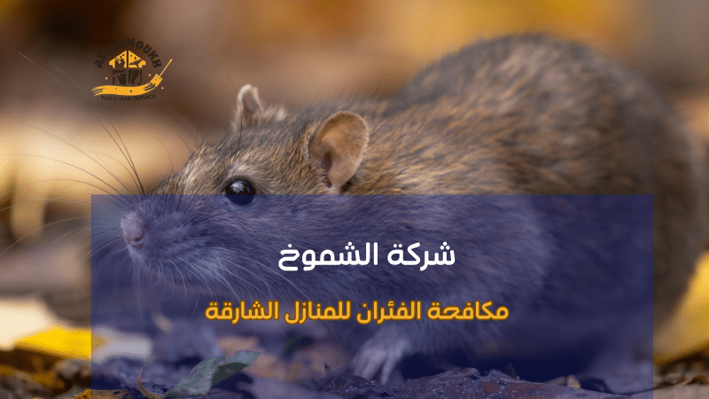 أخطاء شائعة عند مكافحة الفئران للمنازل الشارقة