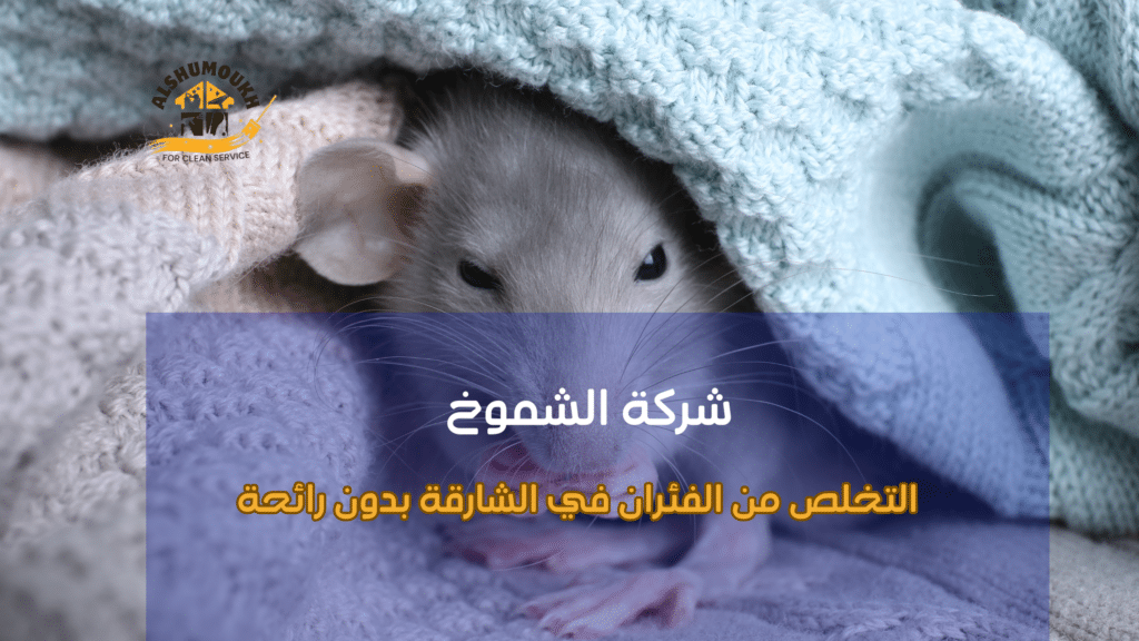 التخلص من الفئران في الشارقة بدون رائحة