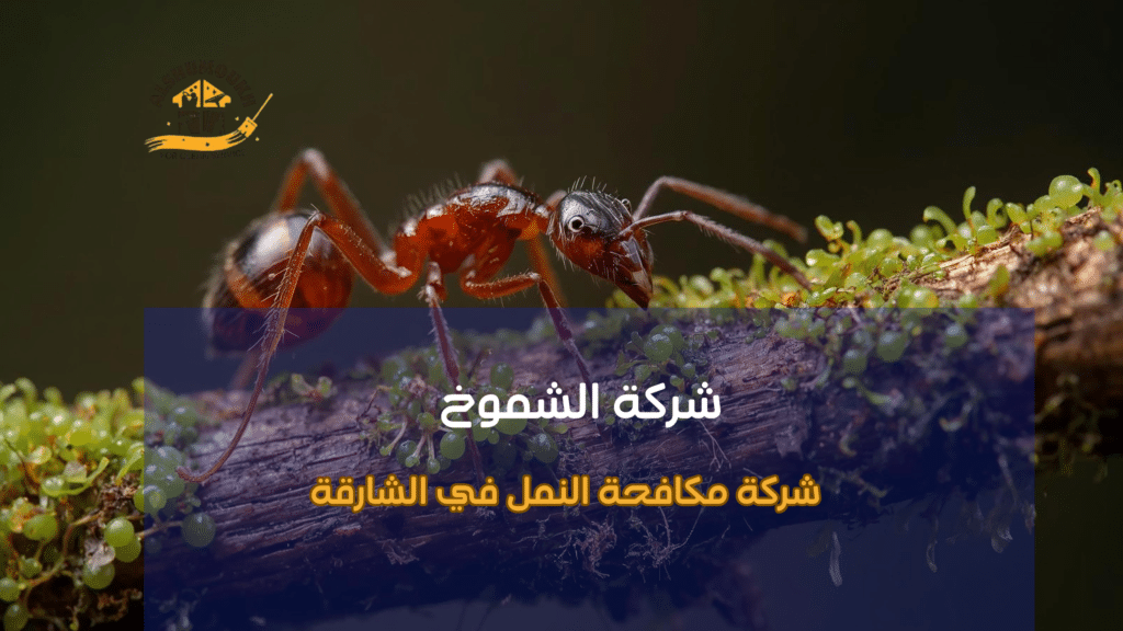 شركة مكافحة النمل في الشارقة