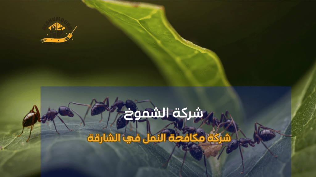 شركة مكافحة النمل في الشارقة للمنازل والشقق السكنية