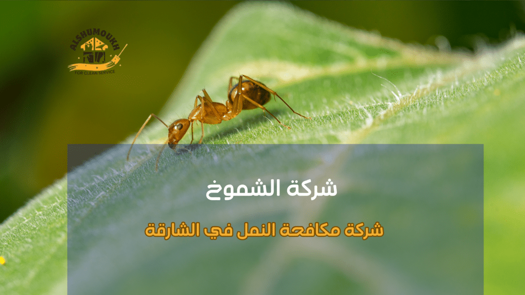 شركة مكافحة النمل في الشارقة ومكافحة النمل الأبيض