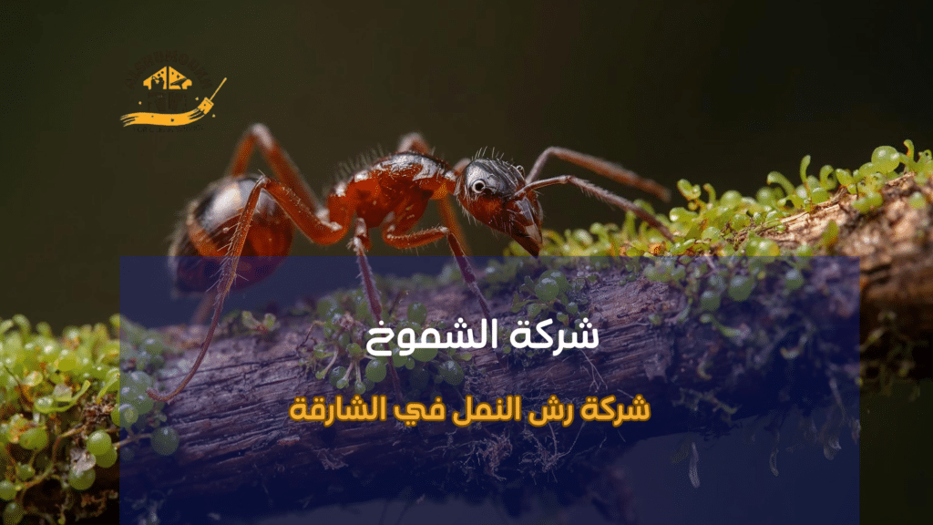 شركة رش النمل في الشارقة