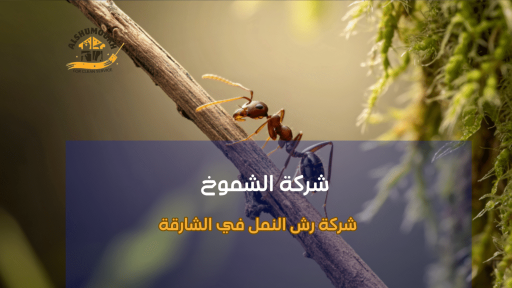 اختيار شركة رش النمل الموثوقة