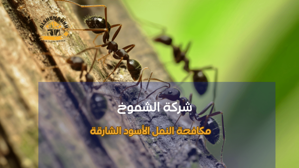 خطوات مكافحة النمل الأسود الشارقة
