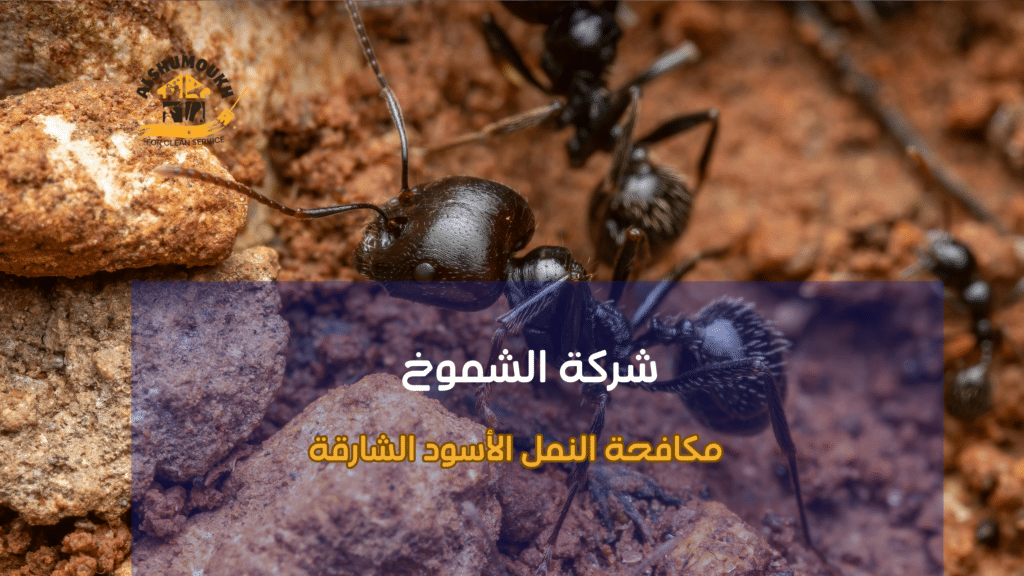 كيفية تجنب أخطاء مكافحة النمل الأسود الشارقة