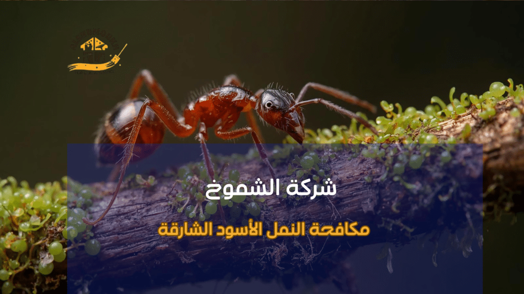 أحدث التقنيات المستخدمة في مكافحة النمل الأسود الشارقة