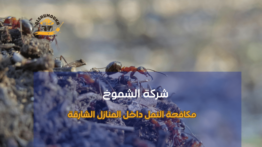 مكافحة النمل داخل المنازل الشارقة