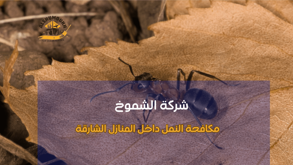 الفرق بين الحلول المؤقتة والاحترافية في مكافحة النمل داخل المنازل الشارقة