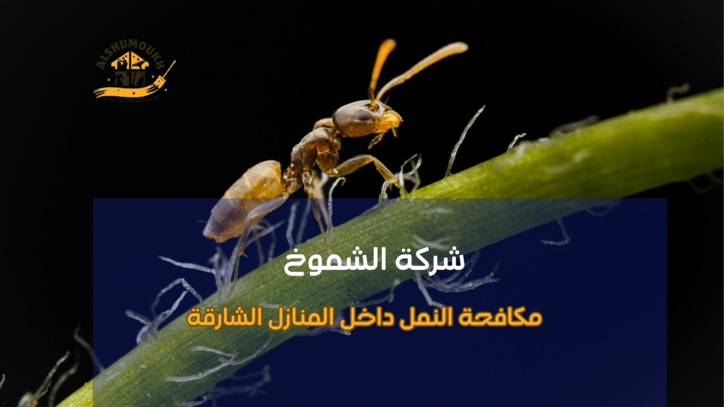 فوائد الاستعانة بمختصين لمكافحة النمل داخل المنازل الشارقة