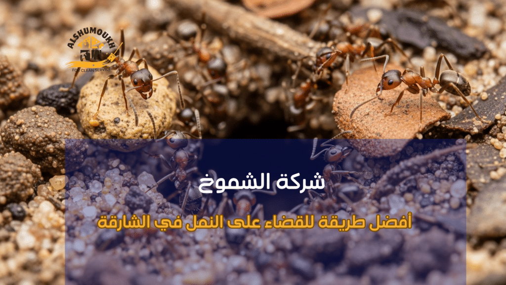 أفضل طريقة للقضاء على النمل في الشارقة