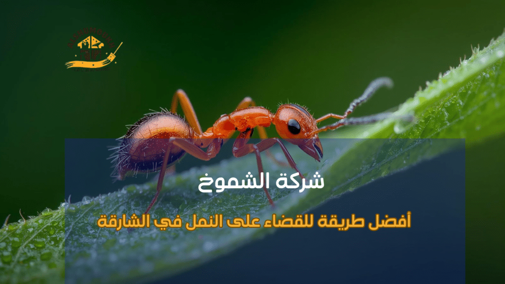 لماذا يحتاج المنزل أو المنشأة إلى مكافحة احترافية