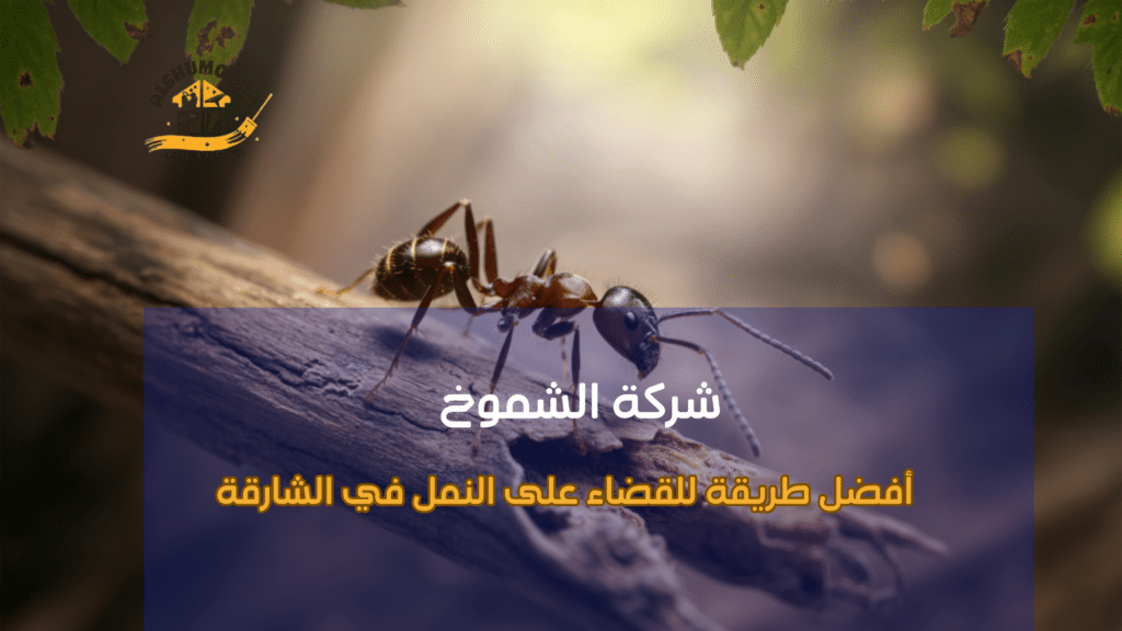 الأنواع أو الاختلافات المرتبطة أفضل طريقة للقضاء على النمل في الشارقة