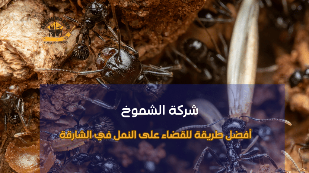 نصائح عملية قبل وبعد التنفيذ