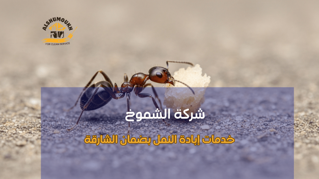 خدمات إبادة النمل بضمان الشارقة