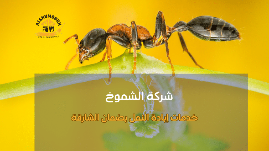 الأخطاء الشائعة في مكافحة النمل