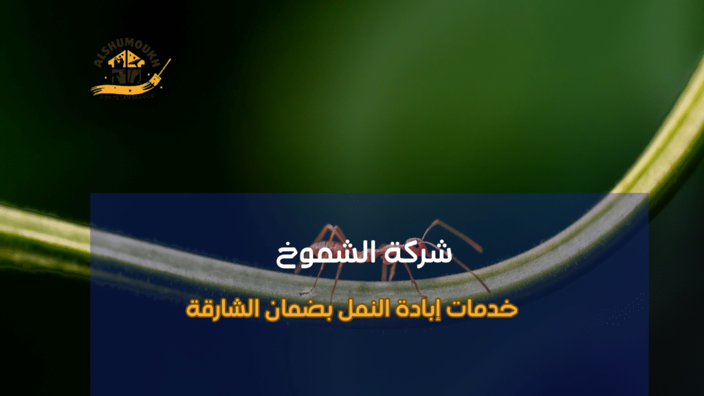 نصائح عملية قبل وبعد تنفيذ مكافحة النمل