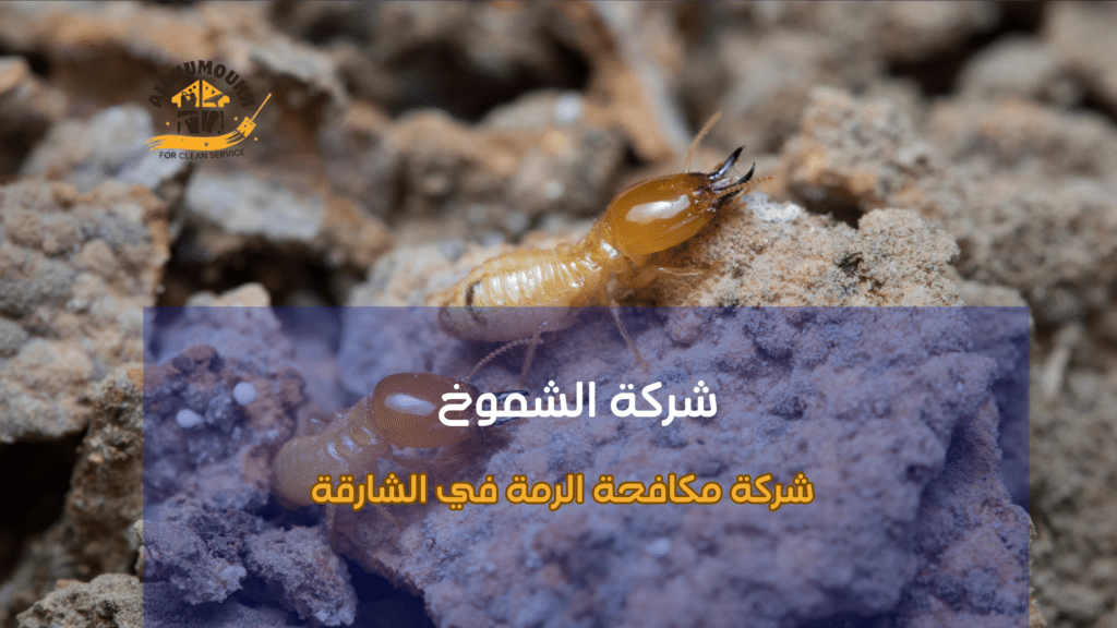 أنواع الرمة واختلافاتها وتأثيرها على طريقة الخدمة