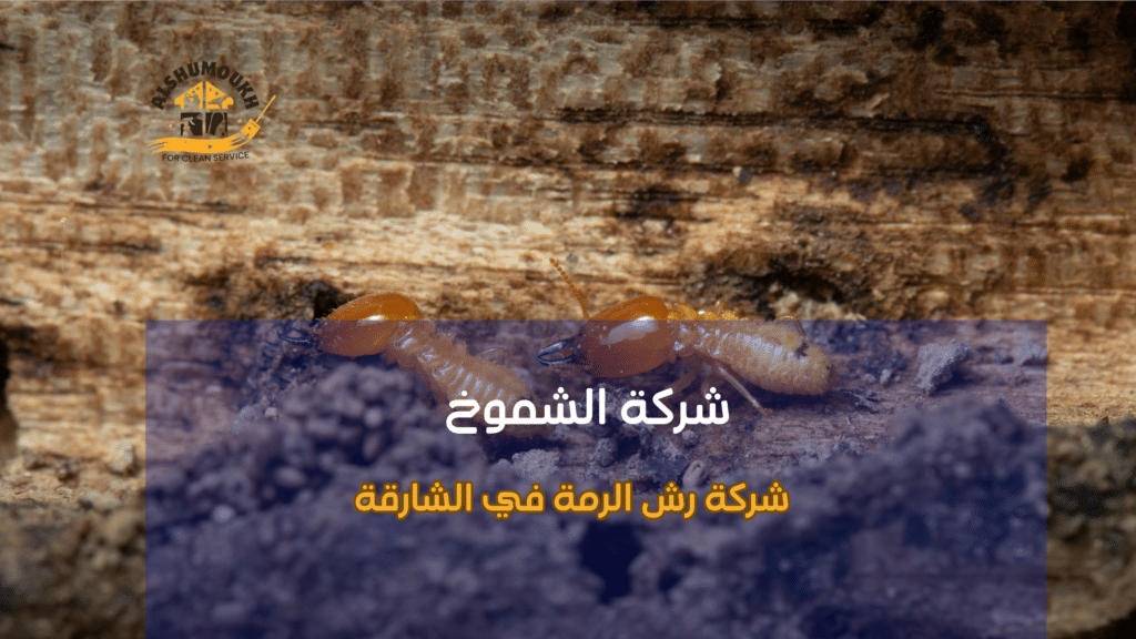 ما هي الرمة ولماذا تحتاج إلى معالجة احترافية