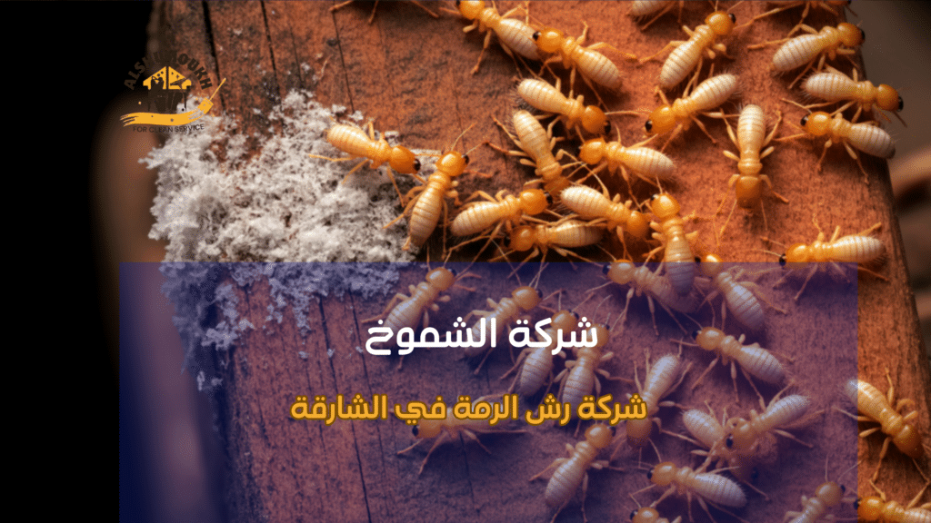 أنواع الرمة والاختلافات بين الخدمات