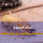 مكافحة النمل الأبيض قبل البناء الشارقة